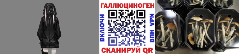 закладки  Гуково  Галлюциногенные грибы мицелий 